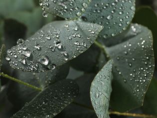 Eucalyptus Mint & Rain BBW type Fragrance