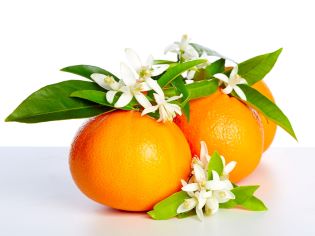 Orange Blossom type Fragrance